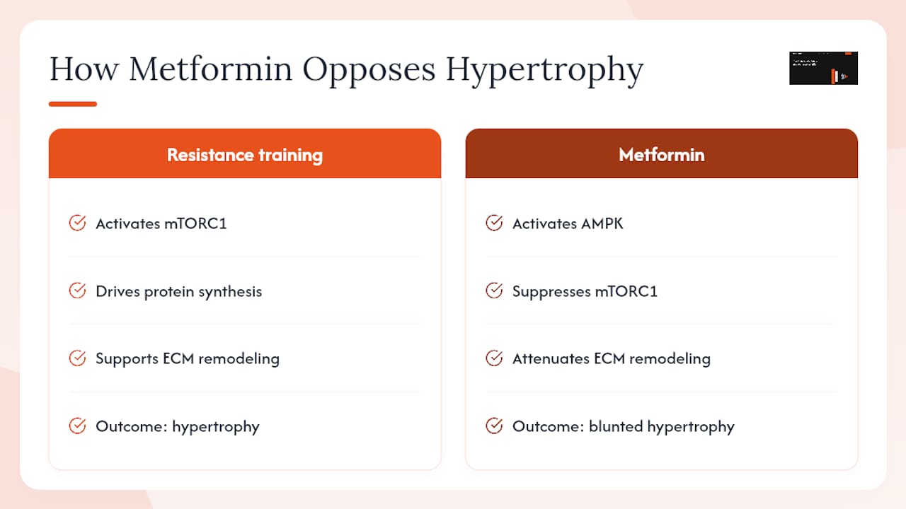 AMPK and mTORC1 signaling pathways